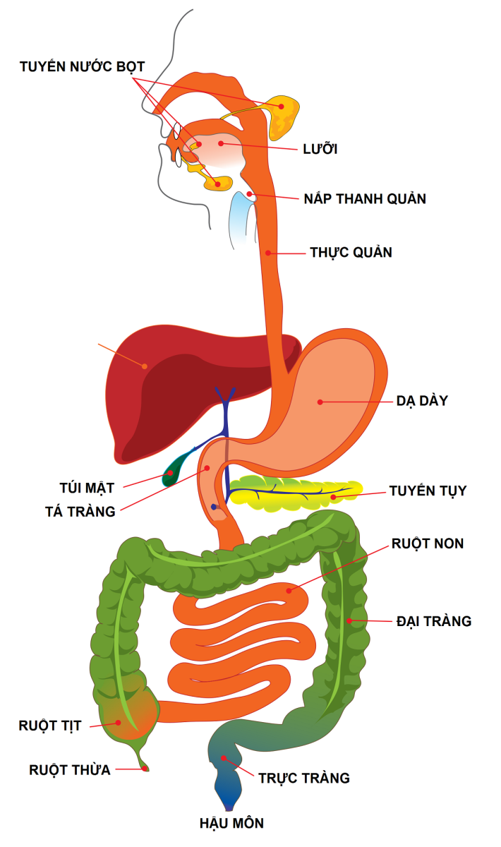 khám sàng lọc bệnh đường tiêu hóa